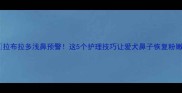拉布拉多浅鼻预警这5个护理技巧让爱犬鼻子恢复粉嫩