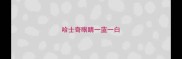 哈士奇眼睛一蓝一白