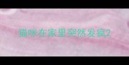 猫咪在家里突然发疯