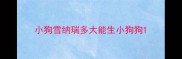 小狗雪纳瑞多大能生小狗狗