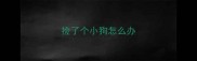 捡了个小狗怎么办