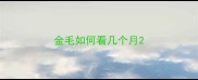 金毛如何看几个月