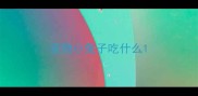 宠物小兔子吃什么