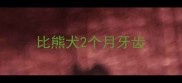 比熊犬2个月牙齿