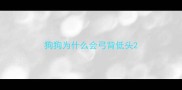 狗狗为什么会弓背低头
