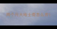 两个月大哈士奇怎么养