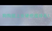 狗狗腿上长硬疙瘩掉毛