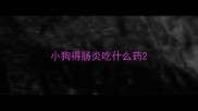 小狗得肠炎吃什么药
