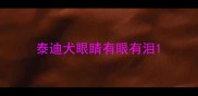 泰迪犬眼睛有眼有泪