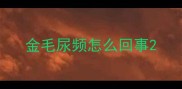 金毛尿频怎么回事
