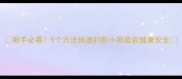 新手必看5个方法快速判断小狗是否健康安全