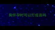 狗怀孕时可以打疫苗吗