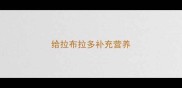 给拉布拉多补充营养