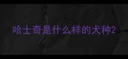 哈士奇是什么样的犬种
