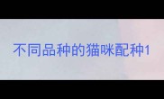 不同品种的猫咪配种