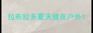 拉布拉多夏天放在户外