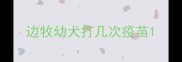边牧幼犬打几次疫苗