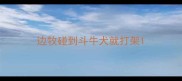 边牧碰到斗牛犬就打架