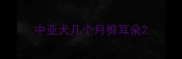 中亚犬几个月剪耳朵