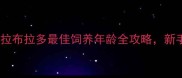 3-6岁黄金期拉布拉多最佳饲养年龄全攻略新手必看养宠指南