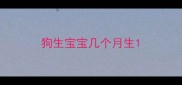 狗生宝宝几个月生