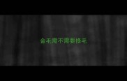 金毛需不需要修毛