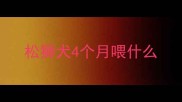 松狮犬4个月喂什么