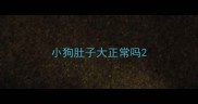 小狗肚子大正常吗