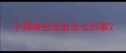 小狗嘴巴流血怎么回事
