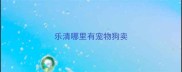 乐清哪里有宠物狗卖