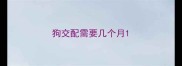 狗交配需要几个月