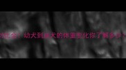 边牧VS金毛体重对比全幼犬到成犬的体重变化你了解多少附科学饲养指南