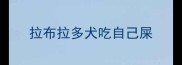 拉布拉多犬吃自己屎