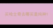 买哈士奇去哪买是纯种