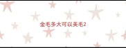 金毛多大可以美毛
