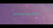 金毛狗起名金狼好听吗