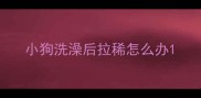 小狗洗澡后拉稀怎么办