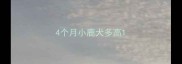 4个月小鹿犬多高