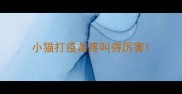 小猫打疫苗疼叫得厉害