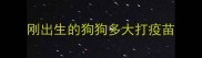 刚出生的狗狗多大打疫苗