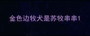金色边牧犬是苏牧串串