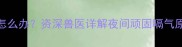 边牧频繁打嗝怎么办资深兽医详解夜间顽固嗝气原因及应对措施