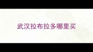 武汉拉布拉多哪里买