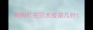 狗狗打完狂犬疫苗几针