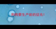狗狗要生产前的征兆