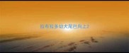 拉布拉多幼犬尾巴向上