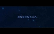 边牧爱咬狗怎么办