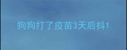 狗狗打了疫苗3天后抖