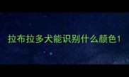 拉布拉多犬能识别什么颜色