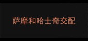 萨摩和哈士奇交配